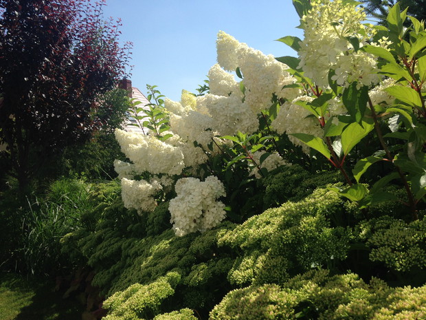 Vanilla z rozhodnikiem jeszcze w bieli