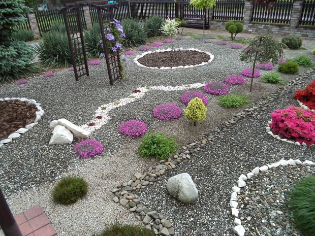 W roli głównej...goździk majowy