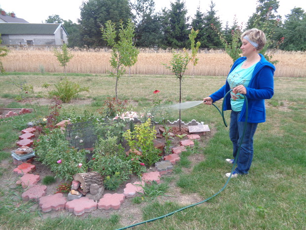 W upalne dni potrzebują podlewania.