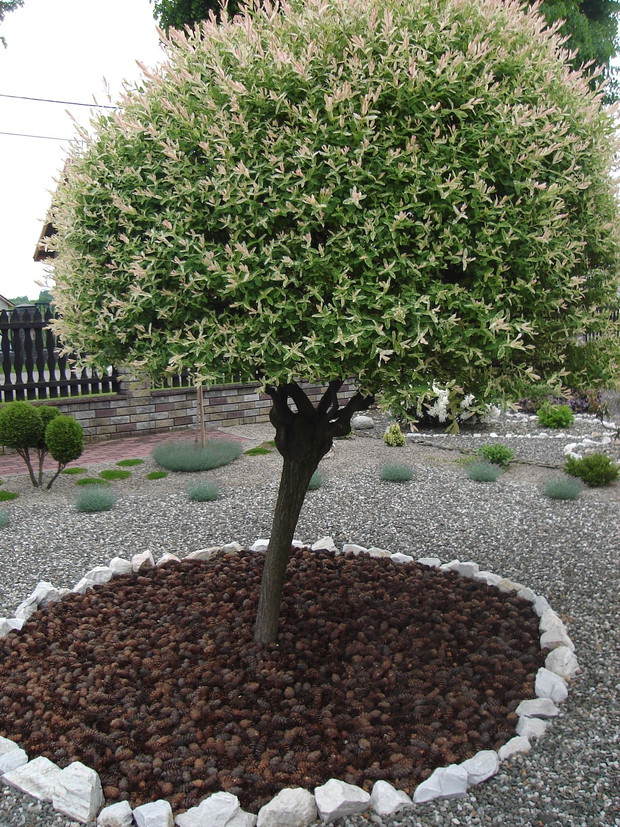 Wierzba skupiona "Hakuro Nishiki"