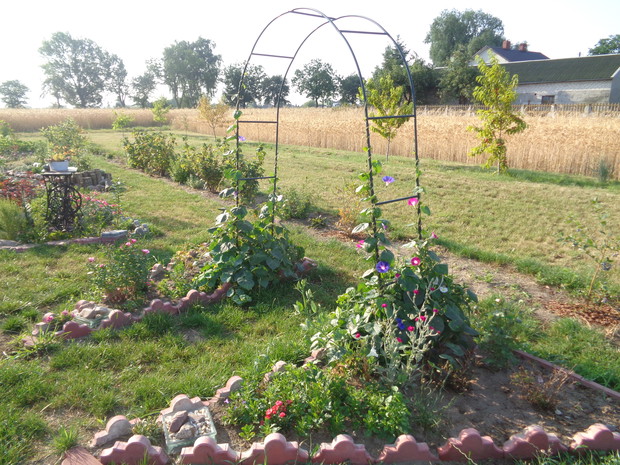 Wilec oplata pergolę .