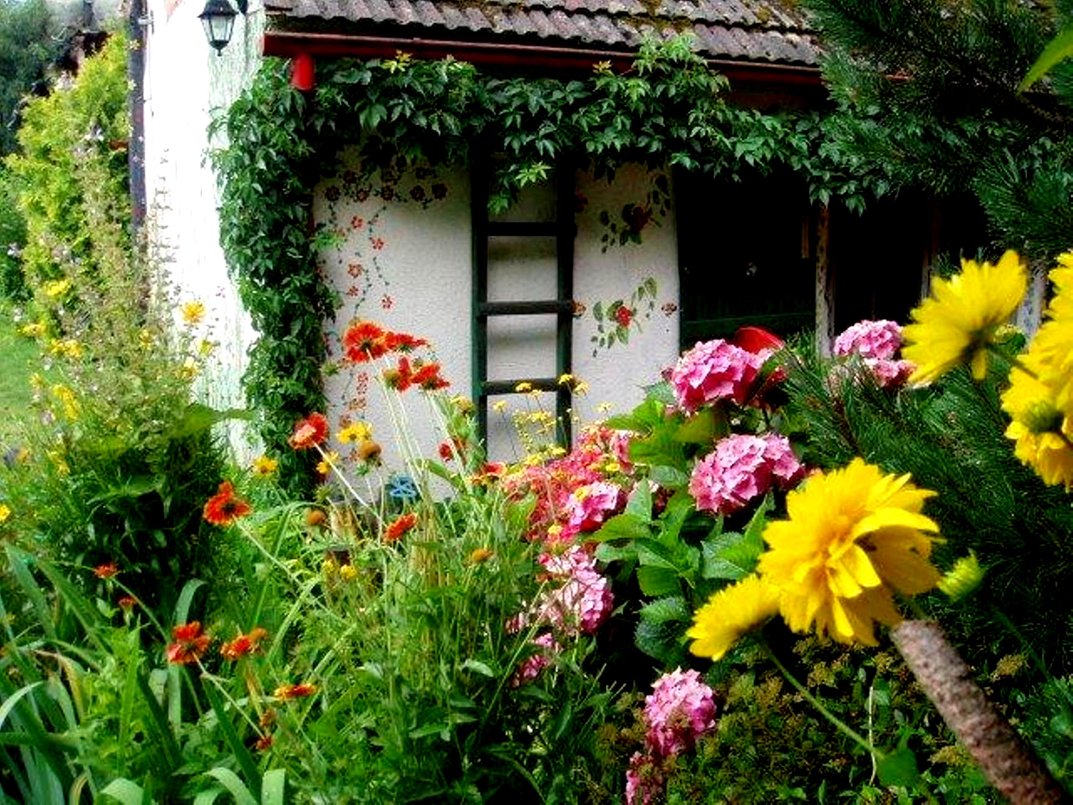 Winobluszcz wokół domu