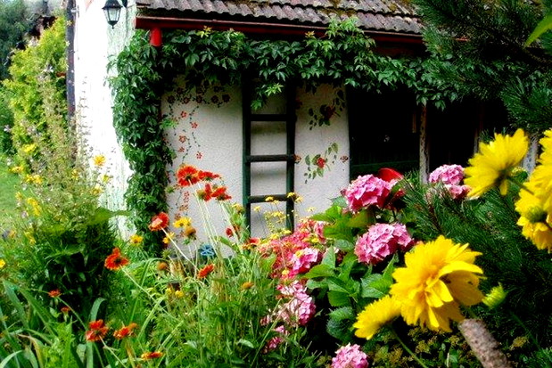 Winobluszcz wokół domu