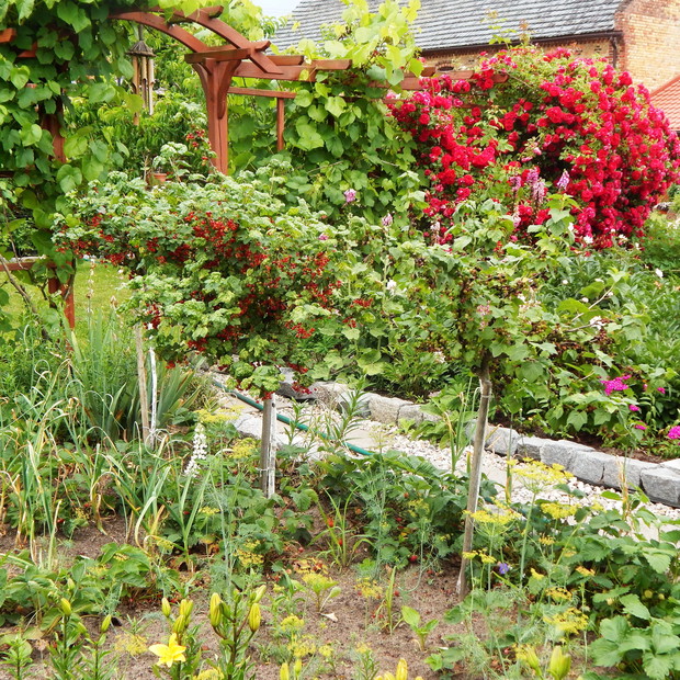 Winogron, porzeczka w tle róża