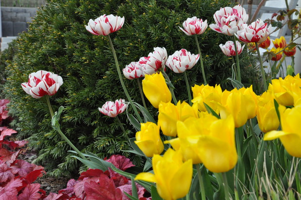 Wiosenna odsłona rabat