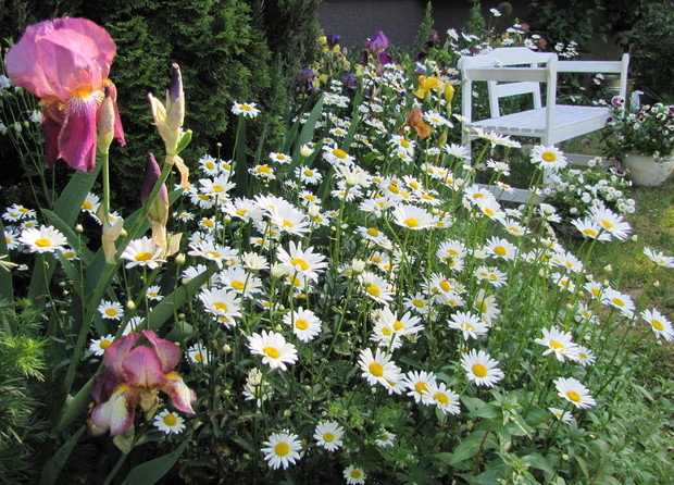 Wiosną margaretki pojawiają się w każdej rabacie. 