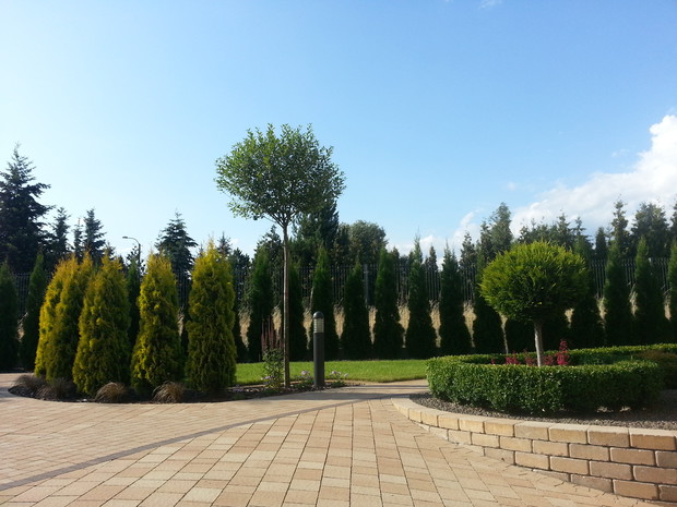 wiśnia 'Umbraculifera' i cyprys na pniu