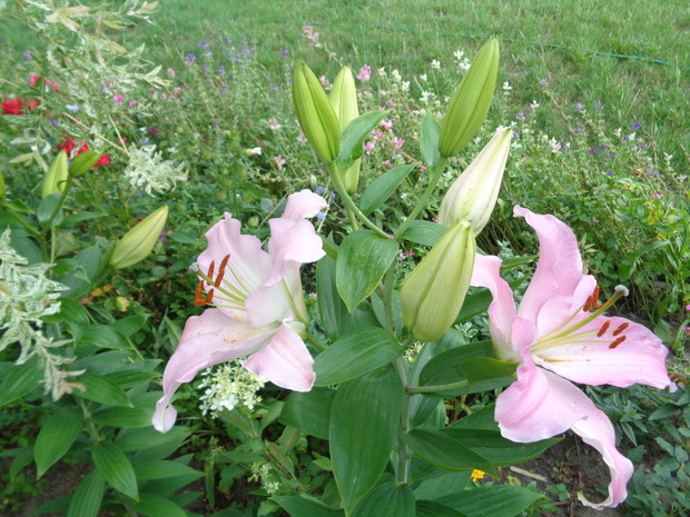 Wspaniałe arystokratki.