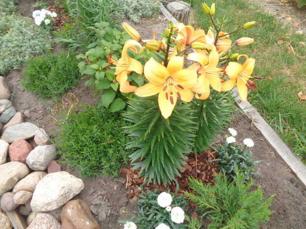 Wspaniałe uwodzicielki.