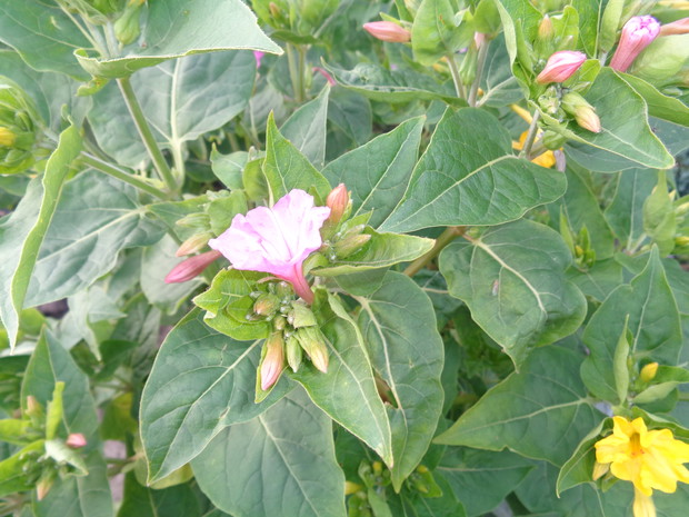 Wspaniały dziwaczek.