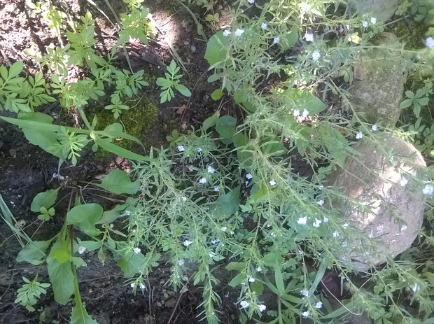 wszedobylskie oregano