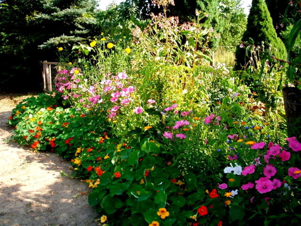 Za płotem,przy drodze