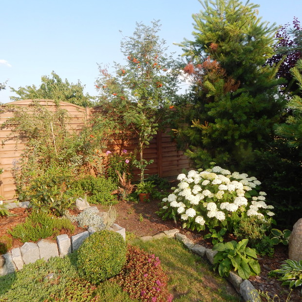 Zakątek z jarzębiną i hortensją