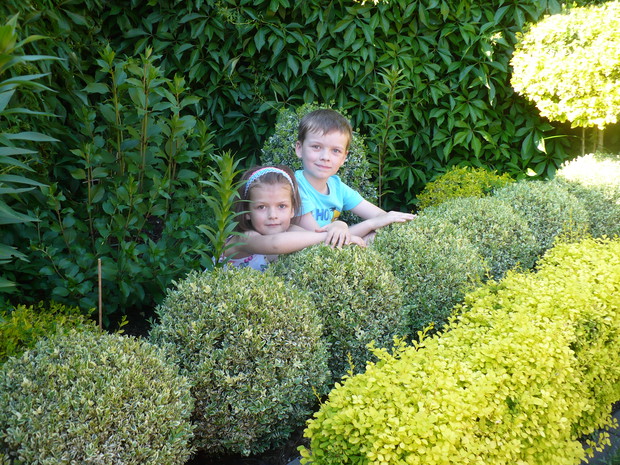 Zakątek z trzmielinami, to ulubiona skrytka wnuków podczas zabawy w chowanego.