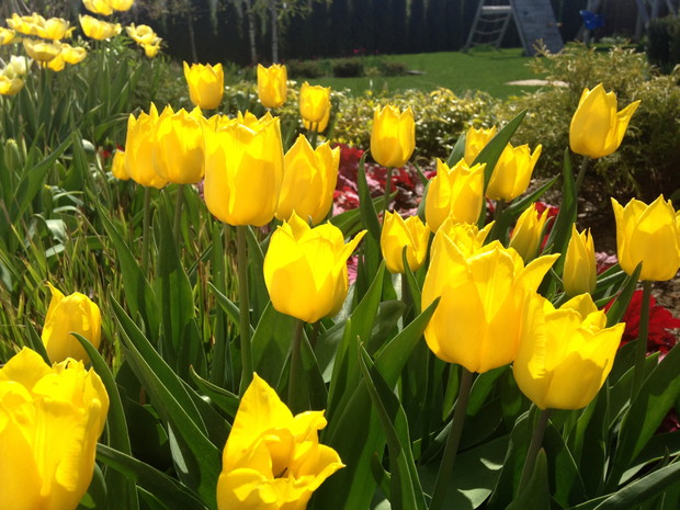 Żółte jak słońce a