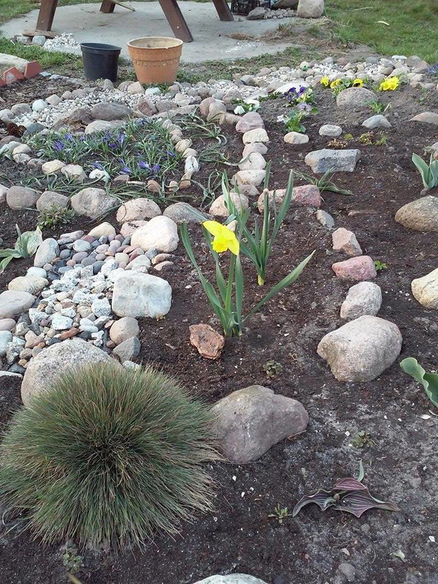 żonkil na skalniaczku