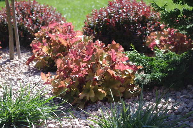 Żurawka Marmalade i Berberys Bagatela