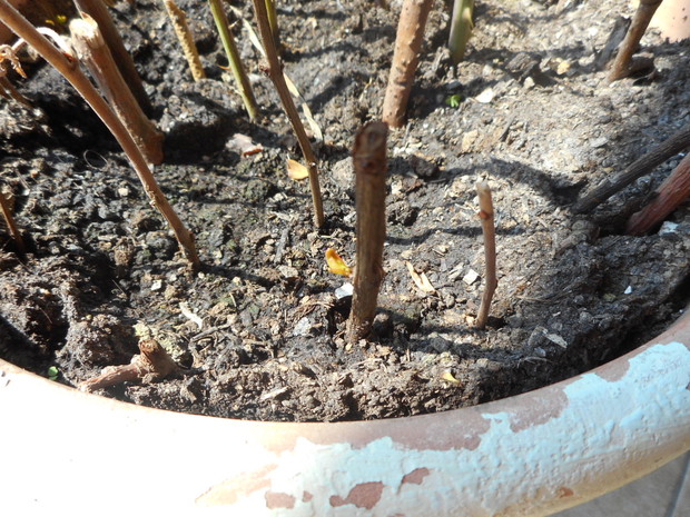 1 listek na granacie.po 2 tyg