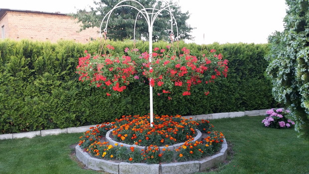 A pod parasolem pelargoni rosną sobie aksamitki