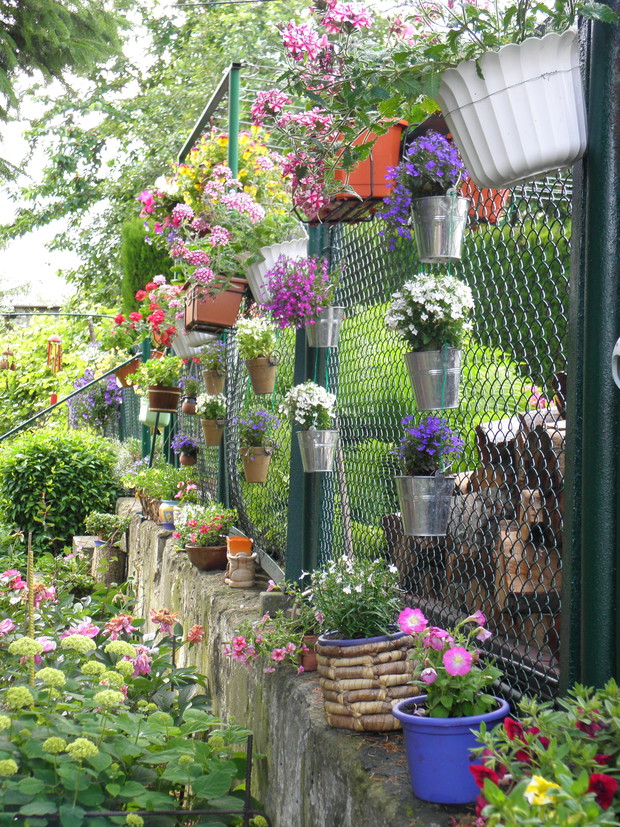 A siatkę ogrodu zdobią lobelle , werbeny,surfinie...