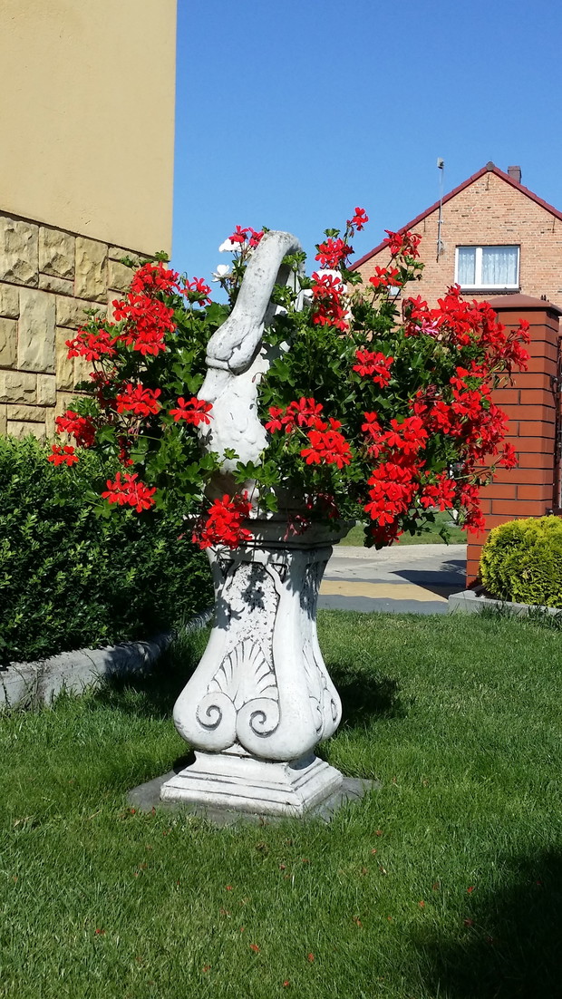 A to drugie nasze "brzydkie kaczątko" 