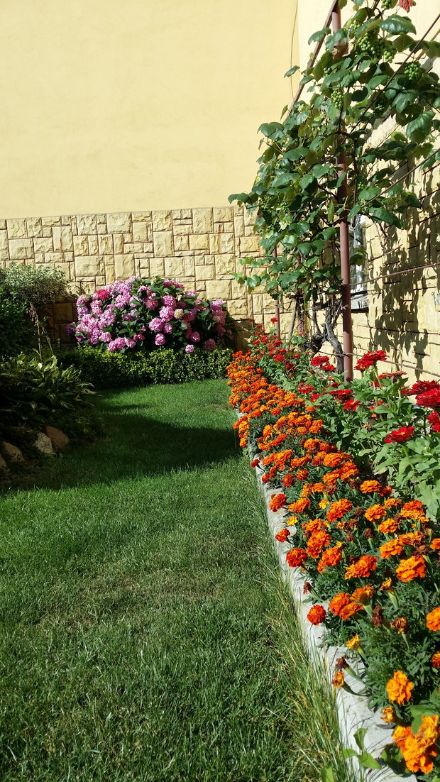 Aksamitki z hortensją w tle