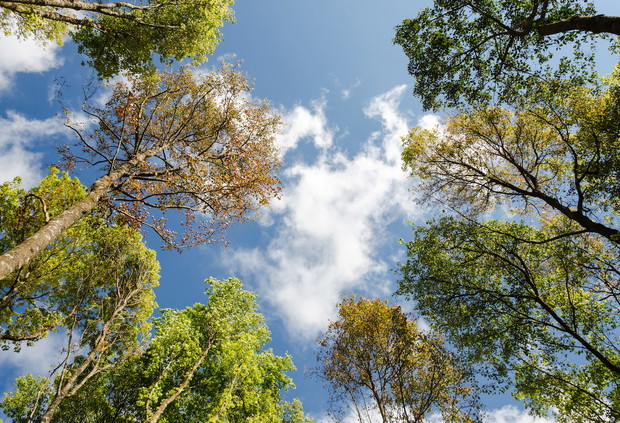 Ambrowiec należący do grupy drzew, pod którymi można sadzić rośliny ozdobne (zdj.: Fotolia.com)