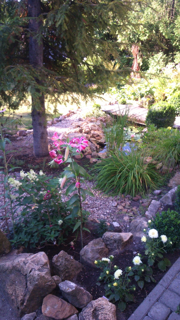 astry oraz lilia witająca gości pięknym zapachem