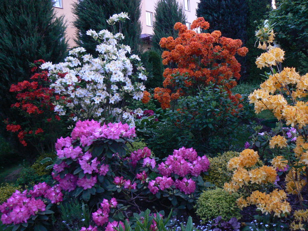 Azalie i rododendron.

