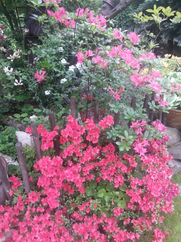 Azalie i różaneczniki dobrze się czują w cieniu drzew.
