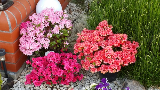 Azalie - małe jest piękne