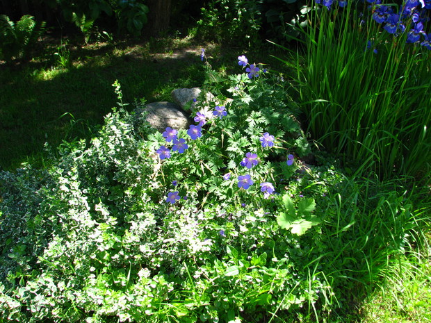 Bodziszek himalajski