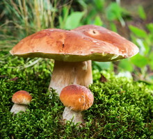 Boletus z rodziny borowikowatych (zdj.: Fotolia.com)