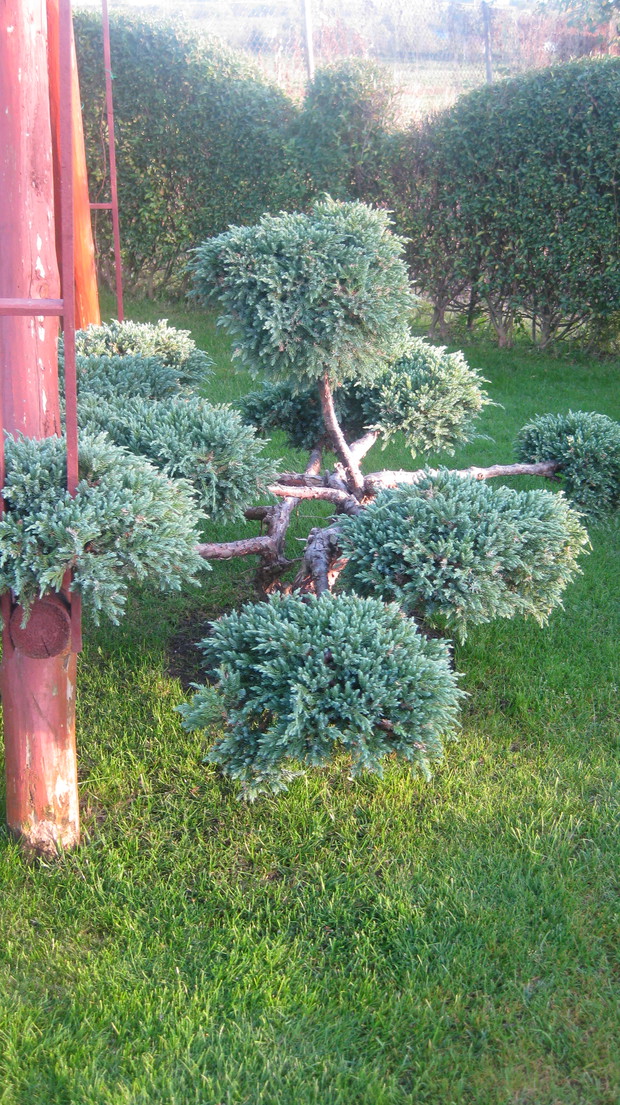 Bonsai obok huśtawki