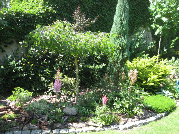 Brzoza brodawkowata, pierisy, tawułki, wrzośce a w tle winobluszcz