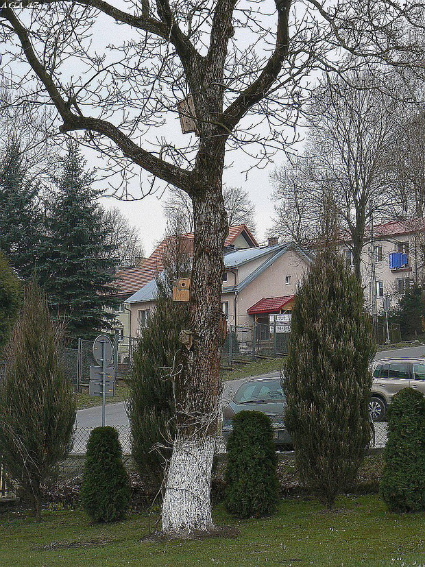 Budki dla ptaków na orzechu.