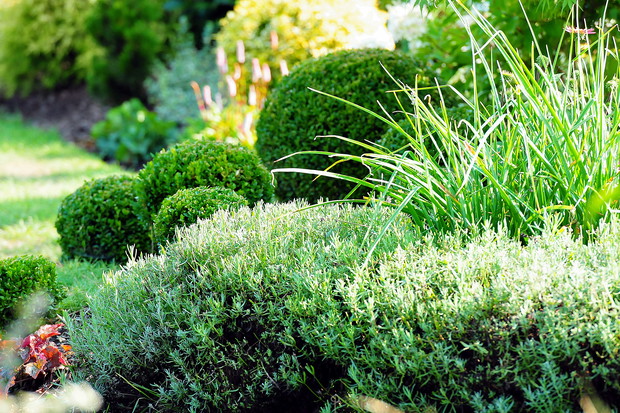 Bukszpany w towarzystwie traw i lawendy