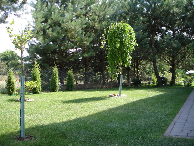 Centralnie - morwa biała pendula, po lewej (na pierwszym planie) jeden z trzech krzaczków agrestu.