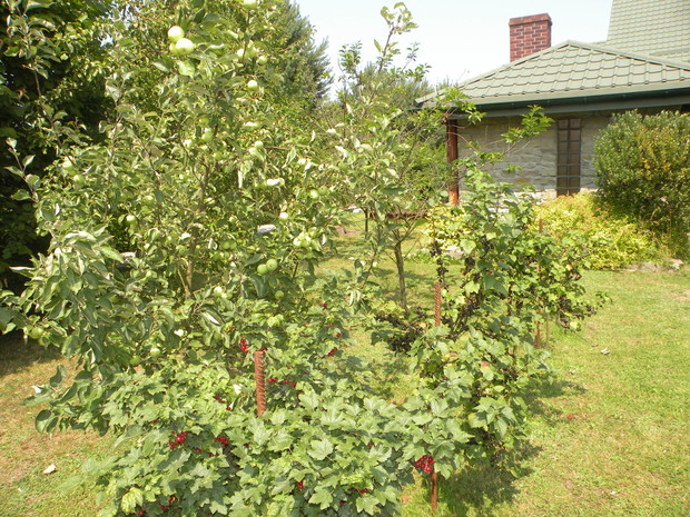 Czarny i czerwony - dżem