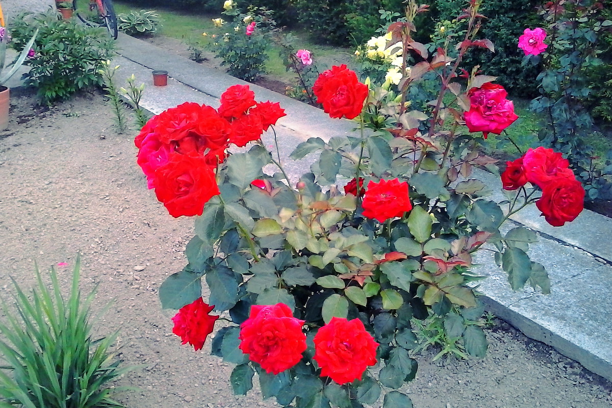 Czerwona róża dodaje uroku