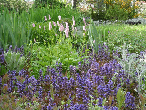 Dąbrówka rozłogowa to leśna roślina ale czuje się dobrze w moim ogrodzie.
