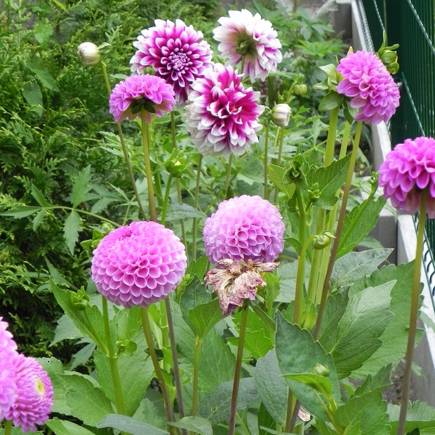 Dalia 'Franz Kafka' - mój nowy nabytek