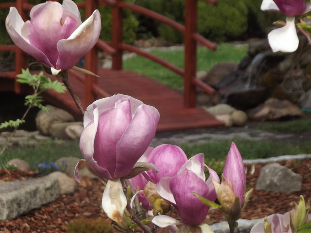 Delikatne płatki jednych z ulubionych kwiatów Leokadii.