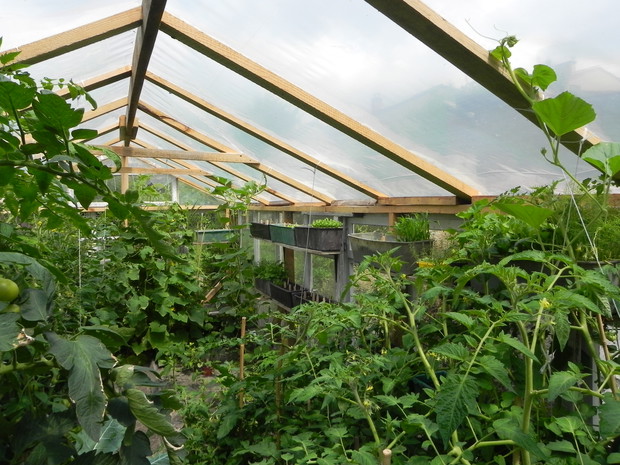 Domowa szklarnia ze starych okien