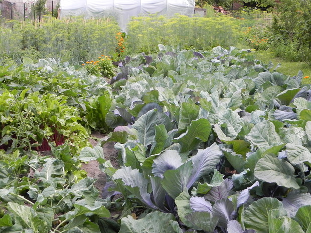 Druga część działki - zagon kapustnych