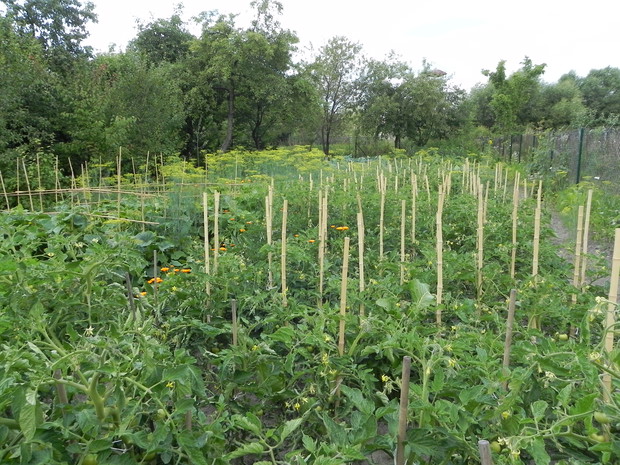 Druga część działki