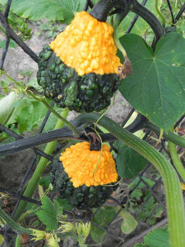 Dynia ozdobna brodawkowa na płocie