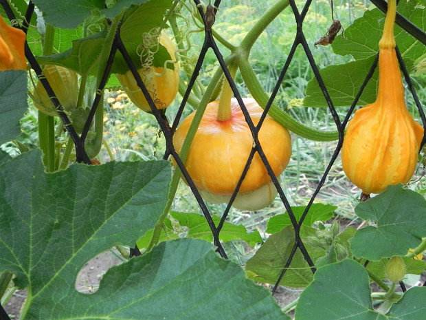 Dynia ozdobna 'Sułtański turban'