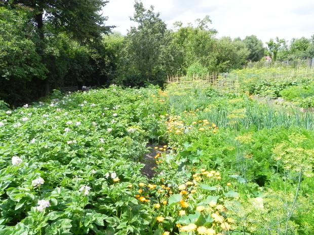 Działka w całej okazałości