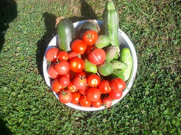 Dzisiejsze zbiory , cukinie ,pomidory i ogórki.